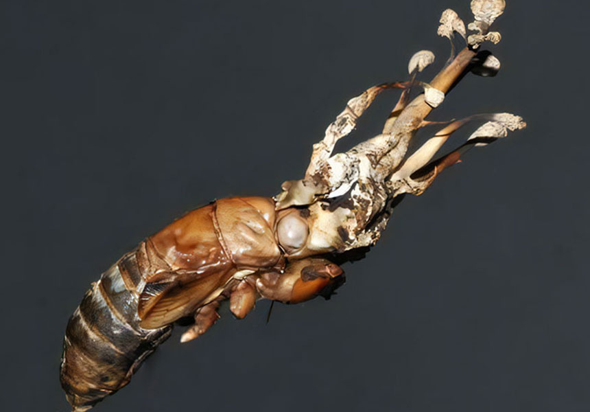 Chinese Caterpillar Fungus(冬虫夏草)