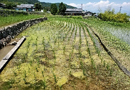 エルガー資材を使った棚田